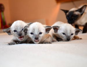 Maidu's new kittens
