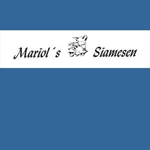 Mariol's' Siamesen